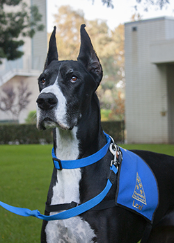 Lexi a large mastiff with pointy ears