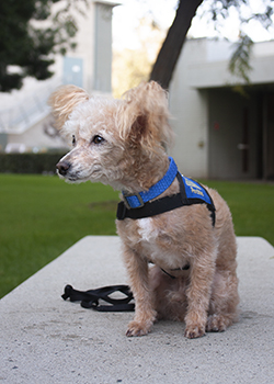 Archie, a small mix with reddish blonde curly hair