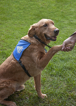 Auchi a golden retriever shaking hands with a human