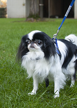 Alli, a tiny dog with a smushed face