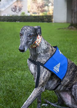 Gloria, a stunning greyhound with a brindle coat 