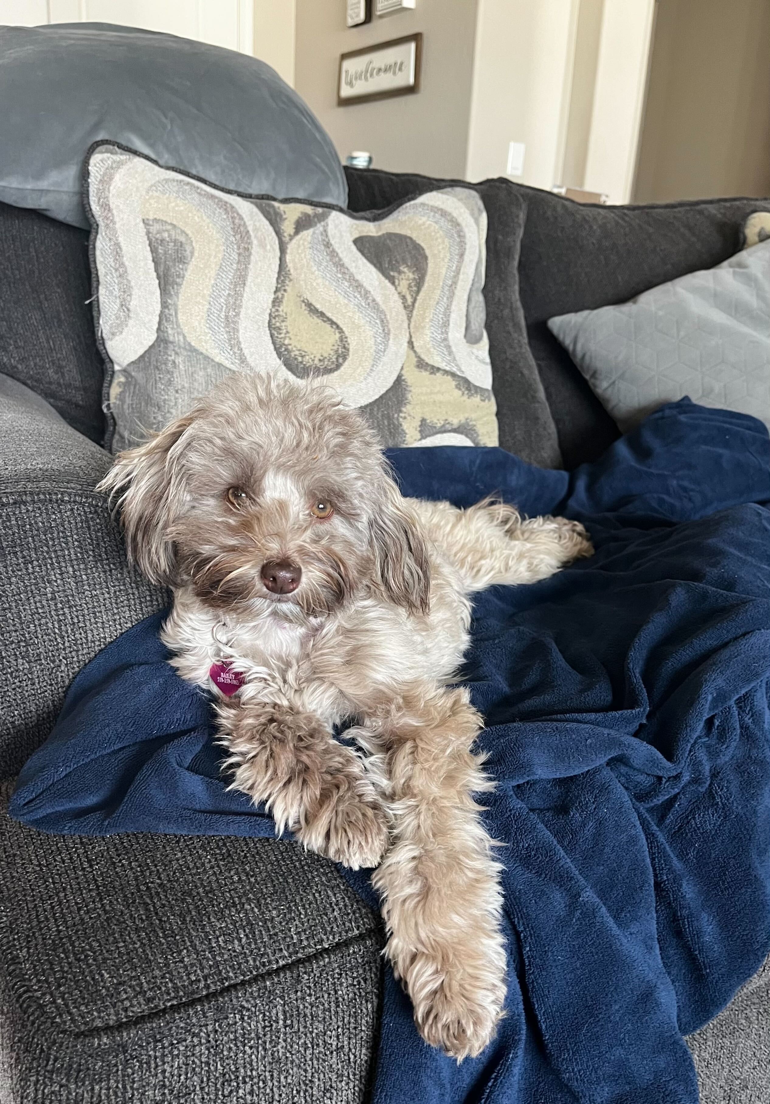 National Pet Day 2023